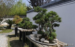 園林綠化中盆景 有限空間里的不朽藝術(shù)與現(xiàn)代價(jià)值